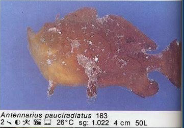Antennarius pauciradiatus